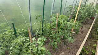 Томаты скрутили верхушки — перед вами жирование: всего 1 ложка и на кусте растут плоды, а не листья