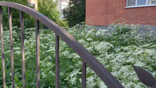 "Вымахал в человеческий рост": на Новаторов люди жалуются на борщевик