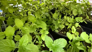 Подкормила рассаду сразу после всходов — через неделю пожалела: теперь делаю иначе