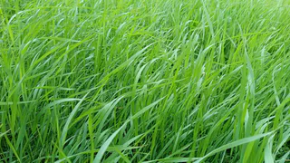 В Коми зафиксированы новые случаи заражённых клещей