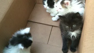 Рязанец выбросил котят возле филармонии