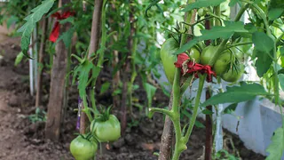 8 правил летнего полива