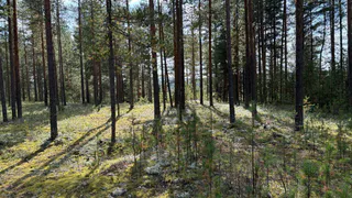 За сбор популярной ягоды россиянам могут грозить штрафы