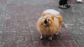 Стало известно, какой штраф ждет владельца собаки, если она кого-то покусают