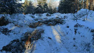 В Солотче трактор сравнял с землей посаженные мэром Рязани деревья