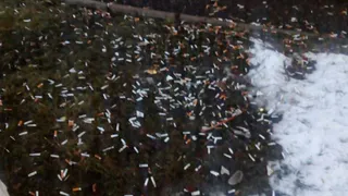 Нижнекамка: «Не засоряйте газоны окурками!»