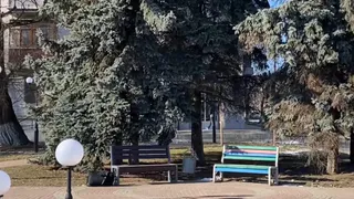 Во Владимире начали работу по защите деревьев от повреждений и погодных воздействий