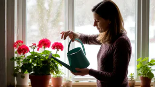 1/4 чайной ложки удобрений - и герани быстренько обрастут после обрезки - даю точный рецепт