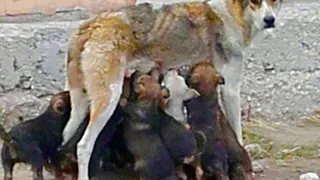 На одной из автобаз Рязани появилась мать - одиночка с тринадцатью малышами