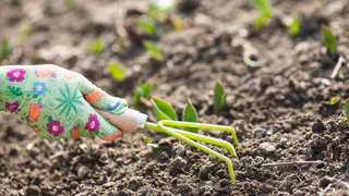 Осенний секрет агронома: как я превращаю почву в плодородный чернозем