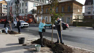 Озеленение Рязани: Более 50 новых деревьев для города 