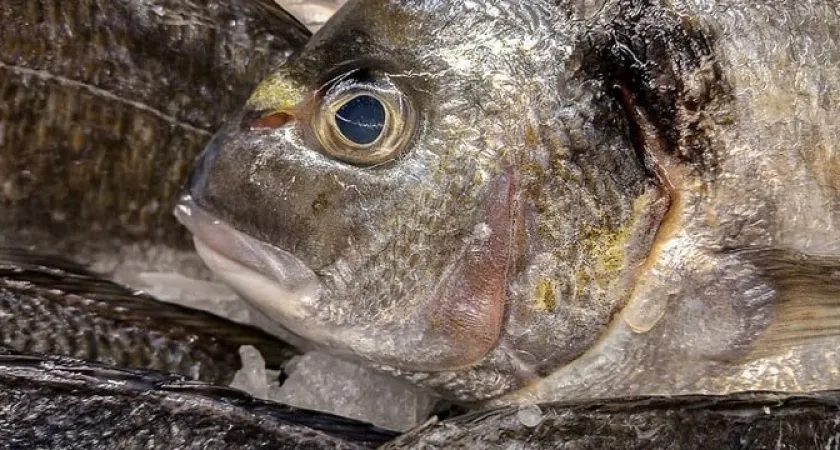 Рыба, которую вообще нельзя подавать к столу: а мы едим еще и своим детям даем - в ней живут паразиты