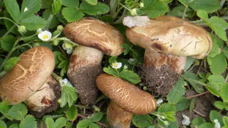 Первые грибы - радость или путевка в больницу