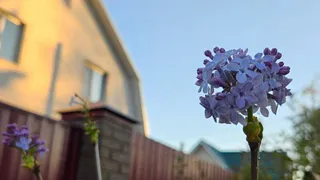 В Рязанской области распустилась сирень 22 сентября