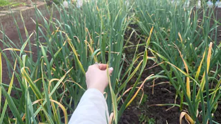 Лунный календарь: когда и как выкапывать лук на хранение — урожая в 2025 году будет много