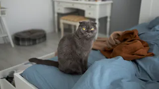 Можно ли спать там, где спит отдыхает кошка? Запомните раз и навсегда