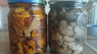 Маринованные грибы на зиму: проверенным годами рецептом делаю по 50 банок – гости закидали вопросами