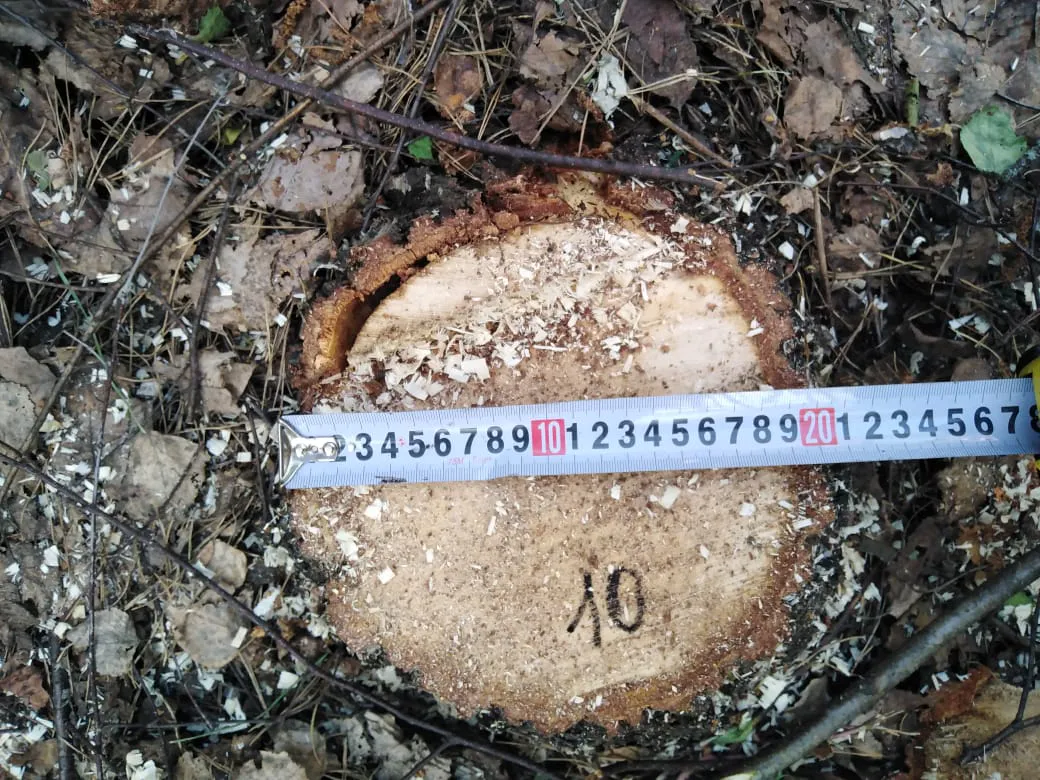 В Пензенском районе полиция разыскивает браконьеров, которые вырубили лес на 190 тысяч рублей