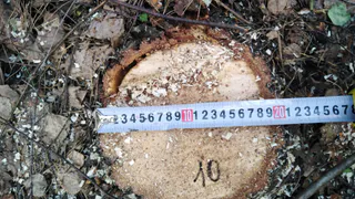 В Пензенском районе полиция разыскивает браконьеров, которые вырубили лес на 190 тысяч рублей