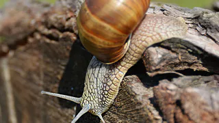 Вечерами смазываем 2 полена кефиром — и отправляемся на боковую: к утру слизней в огороде как не бывало