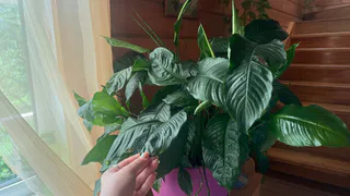 10 ложек на один литр — и спатифиллум как подменили: "белые паруса" лезут без остановки, листья выросли размером с блюдце