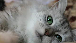 Немного милоты: подборка пушистых любимцев на конкурс  "Мартовский кот"