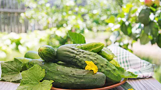 4 натуральные подкормки, которые превращают огурцы в «чемпионов»: начать нужно после первых листьев