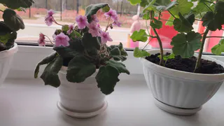 Цветы будут расти даже в темном углу: 3 «золотых» правила от опытной хозяйки — без этого заводить растения нет смысла