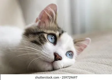 Расшифрованы некоторые «мысли» кошек