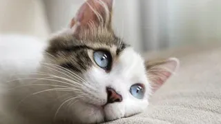 Расшифрованы некоторые «мысли» кошек