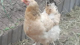 Куры будут нестись в 3 раза больше: вот как повысить яйценоскость птиц осенью - 3 секрета опытных хозяев