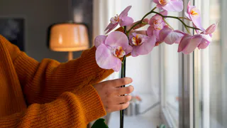 Орхидея будет цвести год: всего 2 ложки и оживет даже капризный цветок