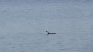 В Клязьминско-Лухском заказнике запечатлели редких чернозобых гагар