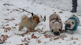 В Рязани не хватает площадок для выгула собак – газоны усыпаны фекалиями четвероногих