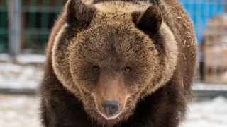 Медведь-беспризорник из Александровского СНТ удачно перезимовал в новом доме