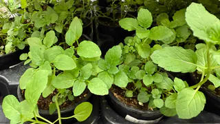 Рассада желтеет на подоконнике: срочно уберите это сегодня, иначе рост остановится