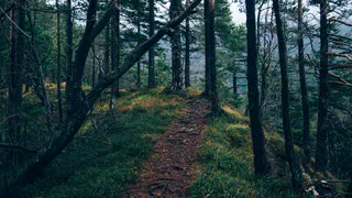 В лесах Рязанской области заблудились 19 человек в 2024 году