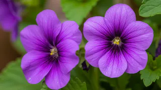 Почему никогда нельзя принимать в дар даже единственный листочек фиалки: горький опыт привел к цветочному краху - учитесь на моих ошибках