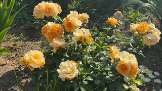 Розам в августе — первым делом: растворите щепотку в 5 литрах - и они зацветут огромными шапками и будут благоухать до заморозков