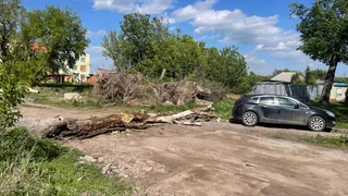 Трагедия в Челябинкой области: пенсионерку насмерть придавило деревом