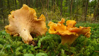 Грибники, запоминайте: сколько варить лисички, чтобы не испортить жарку, засолку или заморозку