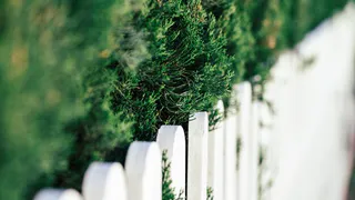 С улиц Владимира убрали часть топиарных фигур