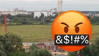 Если вы в городе пасёте коров, будьте готовы убирать за ними «мины»