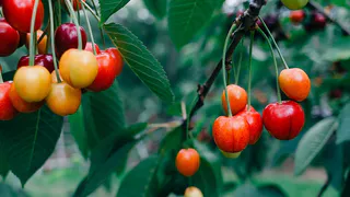 Как вырастить сладкую черешню: секреты правильного ухода