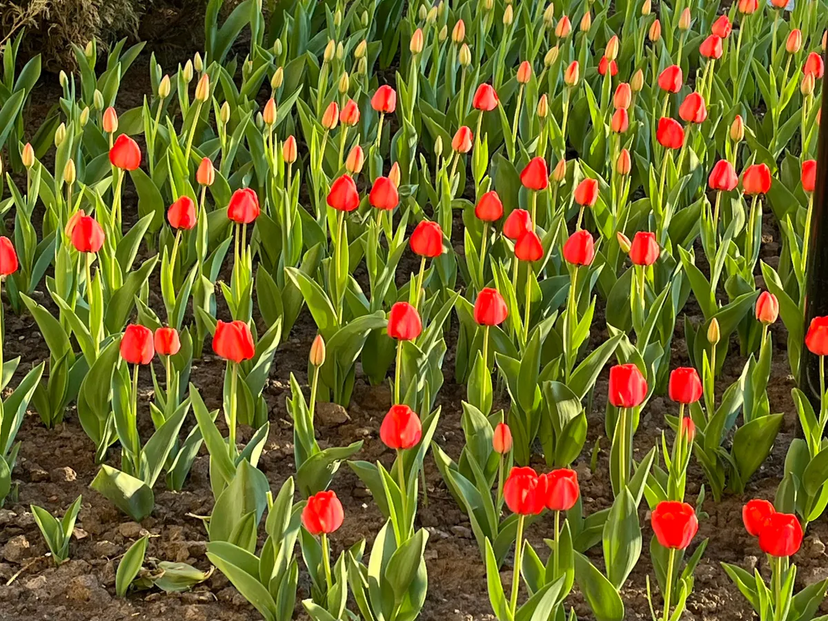 Погода в Челябинской области на 16 мая: дожди отступают, но ненадолго