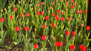 Погода в Челябинской области на 16 мая: дожди отступают, но ненадолго