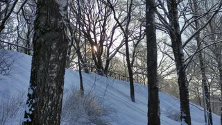 В Чувашии проводят проверку по факту незаконной рубки леса рядом с Алатырем