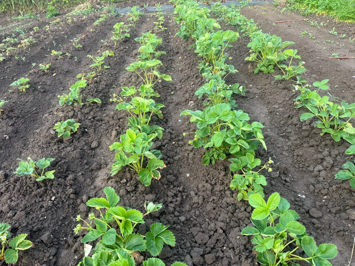 За картошку на даче выпишут штраф. Новое правило уже с 16 июня. Россияне схватились за голову