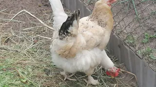 Курятники запретят: принято новое неприятное решение для всех россиян, которые держат кур – кого коснется