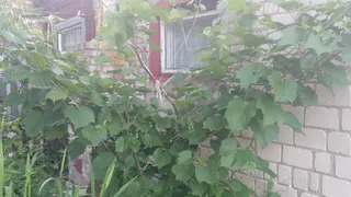 Весной бью плодовые деревья с палкой — летом «купаюсь» в щедром урожае: собираю фрукты корзинами